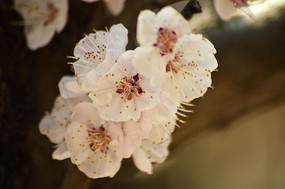 �ӻ�����