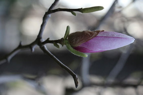 �������Ƕ�