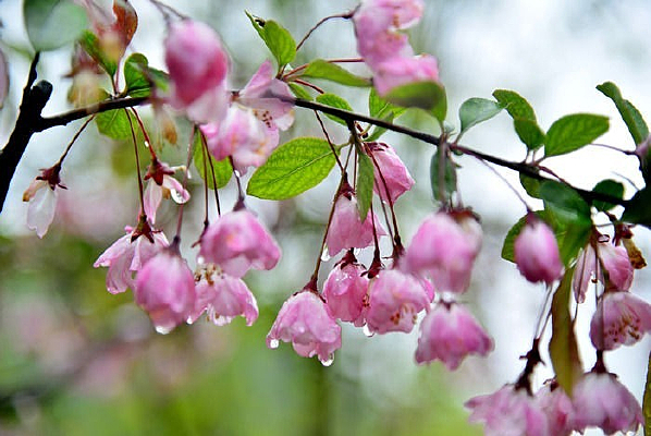 ���к��Ļ���