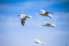 �����������ӥ