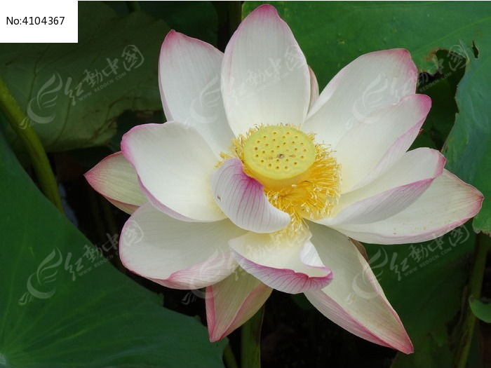 ���Ű׺ɻ�ͼƬ