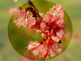 �һ���ɫ��Ů