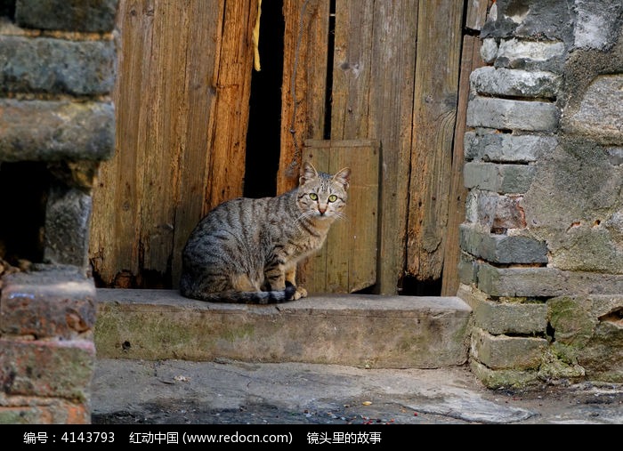 ������ǰ��èͼƬ