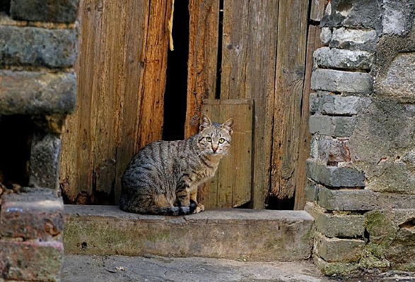 ������ǰ��è