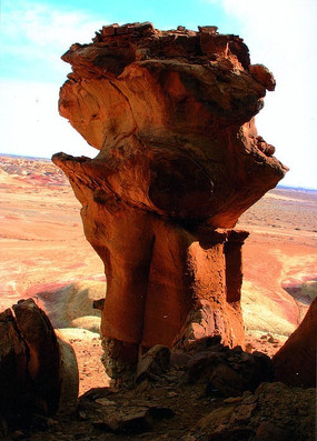 奇形怪状的树根