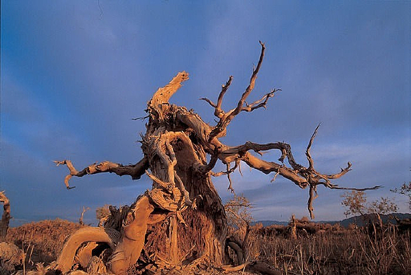 ɳĮ������