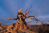 ɳĮ������