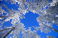 ����ãã���ֺ�ѩ��