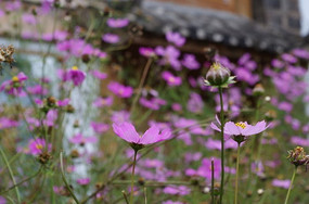 Ұ������΢��