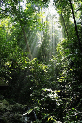 ��˫����ɭ�ַ��