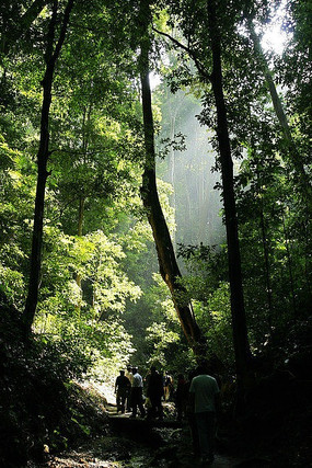 ��˫����ԭʼɭ�ֹ�԰