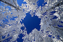 ѩ������