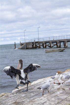 �����ۿ�