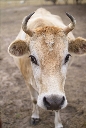澳洲袋鼠岛农场上的小黄牛
