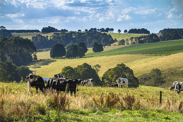 ɽ����԰���