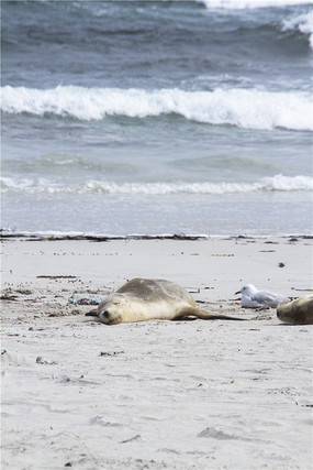 ���޺���