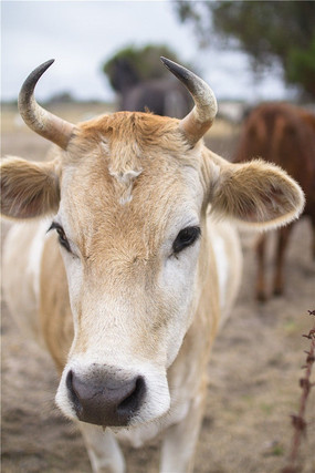 澳洲小黄牛