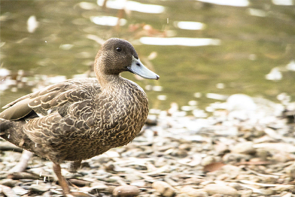 ˮ½���ܶ���