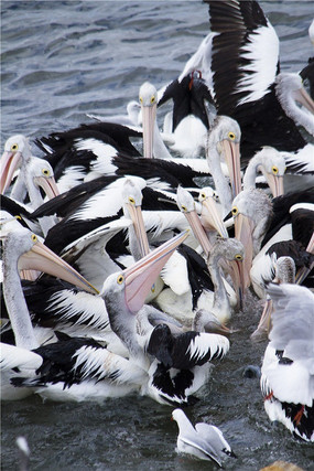 ���������