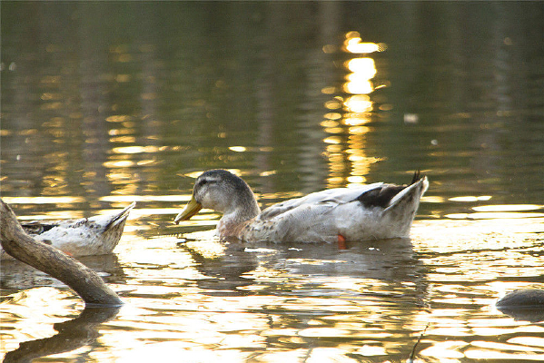 ��������Ӿ��Ѽ��