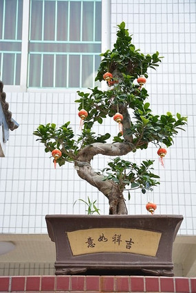 ����ƽ����