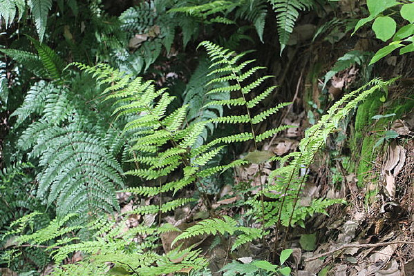 ����ֲ��