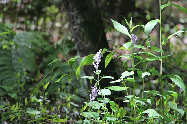 ����Ұ��