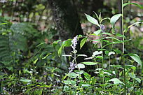 ����Ұ��