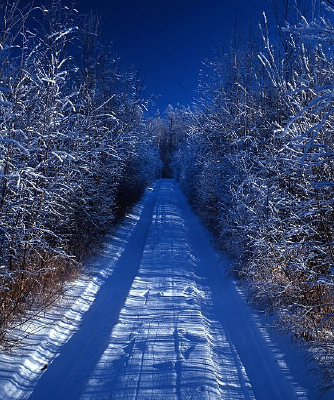 ɭ�����ѩ��