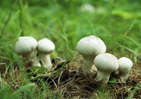 野生蘑菇 马勃