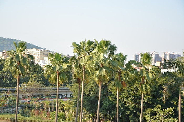 Ҭ������Ҷ