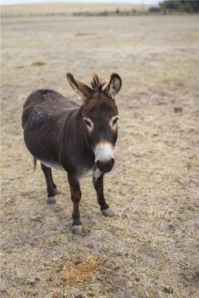 一只澳洲袋鼠岛农场上的小毛驴