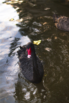 ���޺����