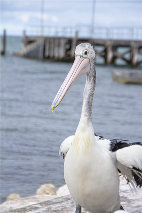 �����İ���