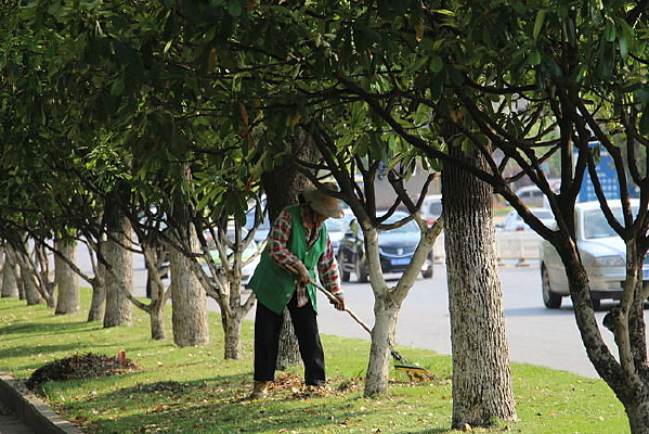 ������ɨ��Ҷ�Ļ�������