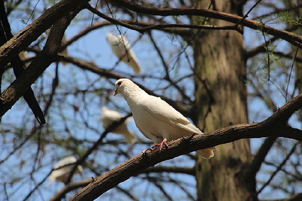 ���Ӱ�ɫ����