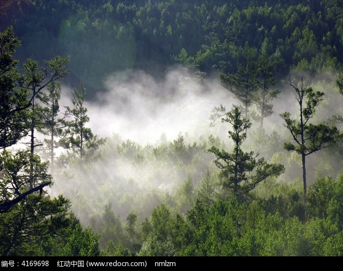 白雾在树林中飘荡