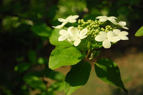 �����С�׻�