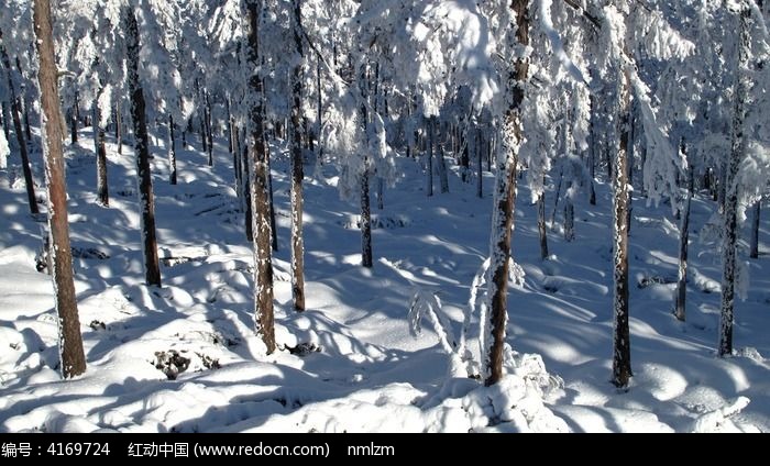 ���˰��붬��ɭ��ͼƬ