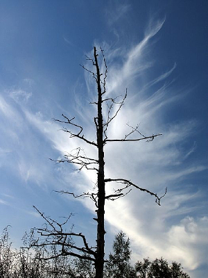 һ������