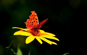 ���ϻ���