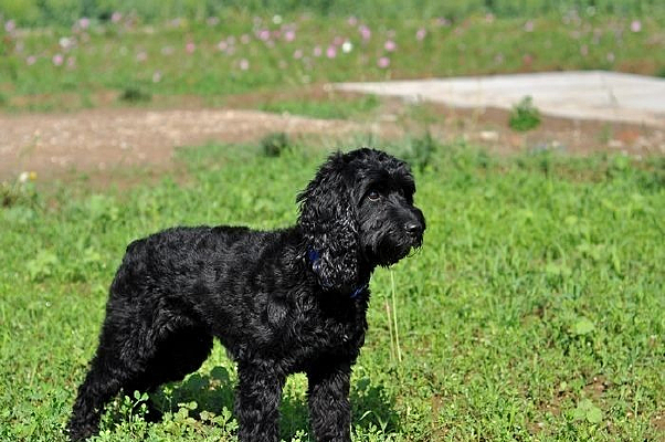 �̲ݵ��ϵ�С��