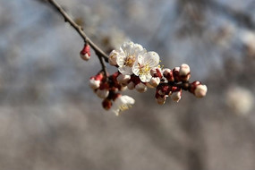 ���ӻ���