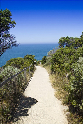 ������ɫֲ��