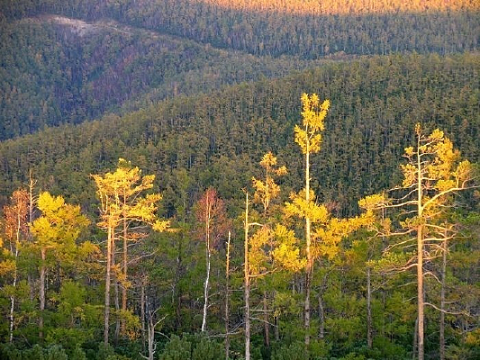 �������ֵ�