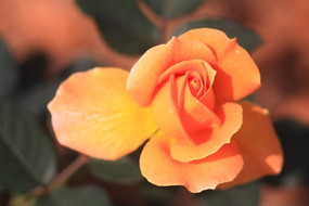 ��������԰�¼���