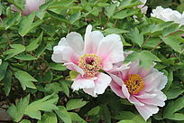 ����ĵ��