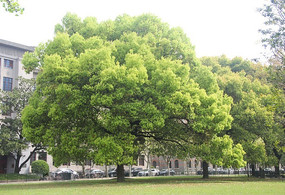 �ô�һ����