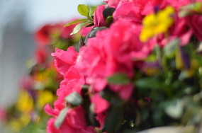 ʢ����С�컨