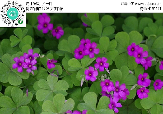 ֲ����Ҷ�ݿ���